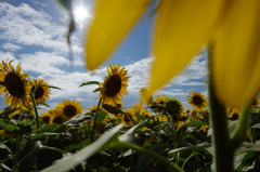 SUN