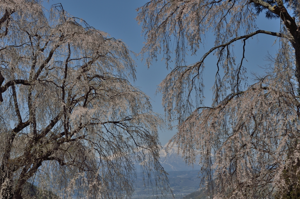 空　枝垂れ桜