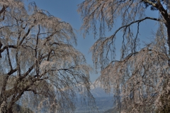 空　枝垂れ桜