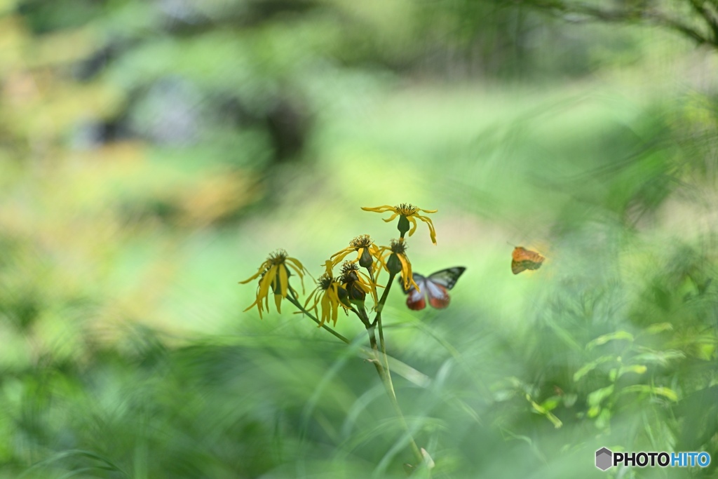 夢幻