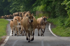 帰巣（カラー）