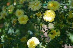 薔薇