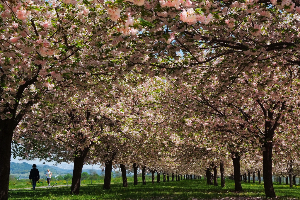 八重桜の森