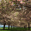 八重桜の森