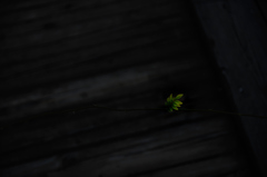 緑