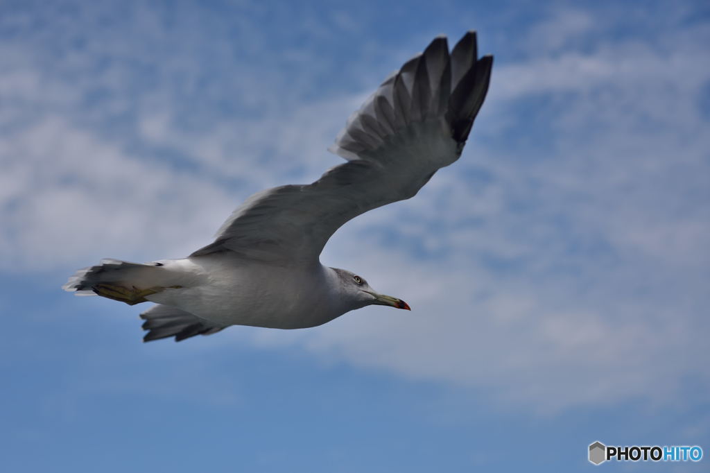 海鳥