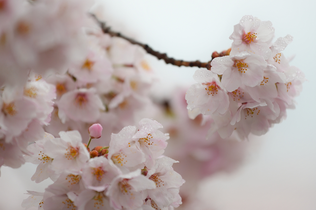 桜2017　Prologue