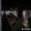 Silent beat (cat)