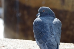 鳩