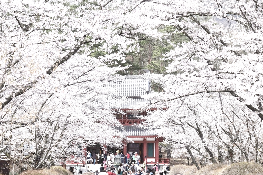 新解釈　桜
