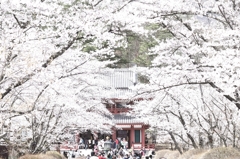 新解釈　桜