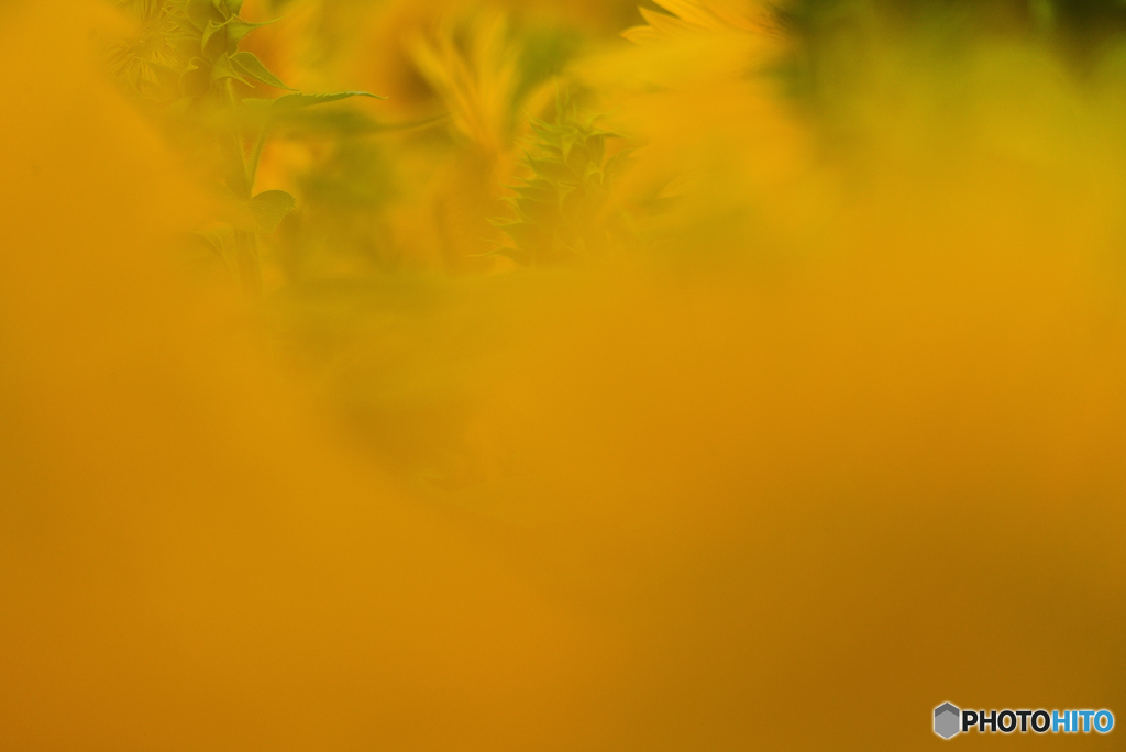 5470　All　Yellow