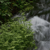 STREAM1853