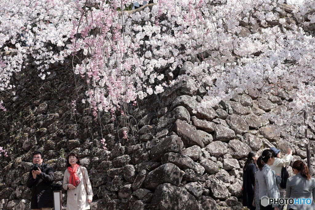 桜花　JAPAN