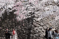 桜花　JAPAN