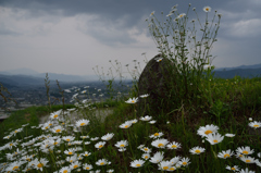 白い花の咲く丘