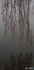 枝垂桜