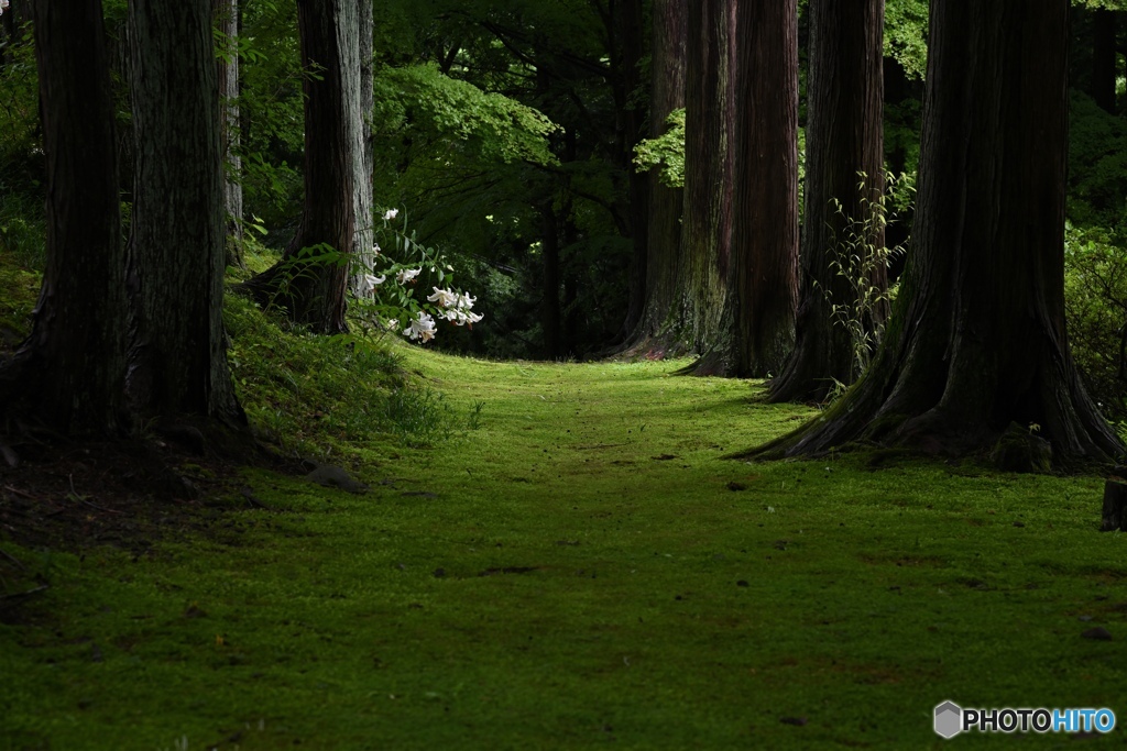 百合の帰り道