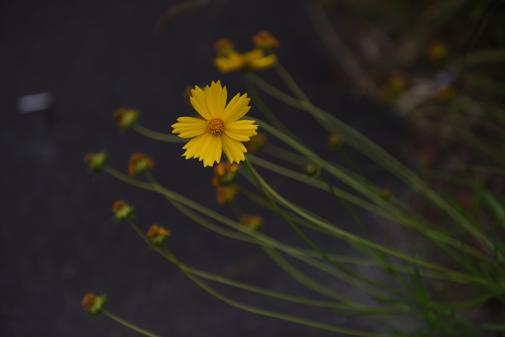 5304　黄の花