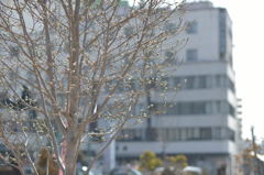 新生