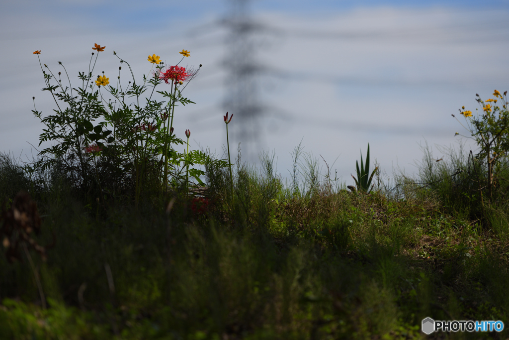 野辺の花