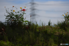 野辺の花