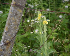 コラボレーション