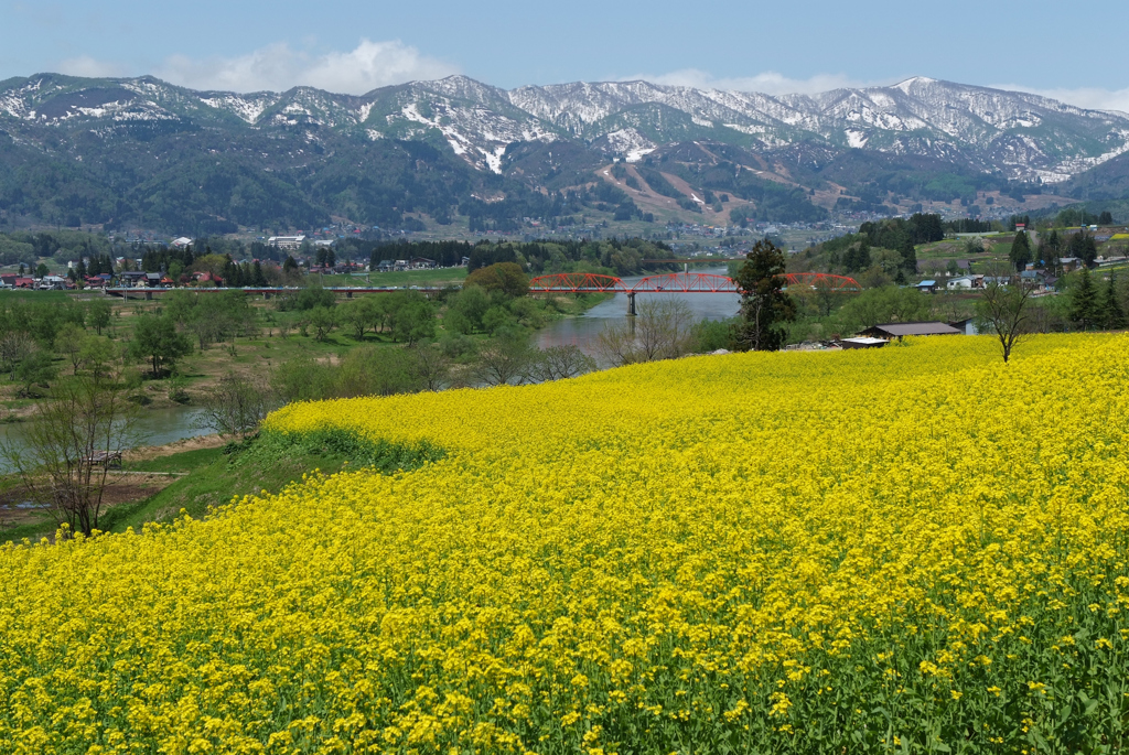 飯山　菜の花畑