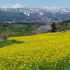 飯山　菜の花畑