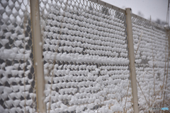 彼岸の雪