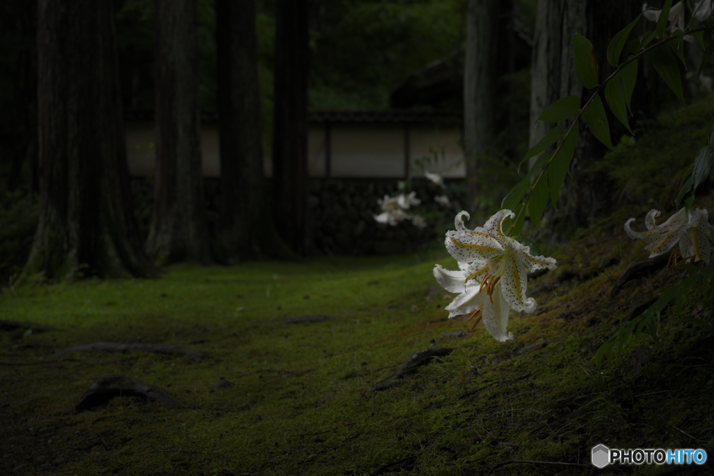 百合の径