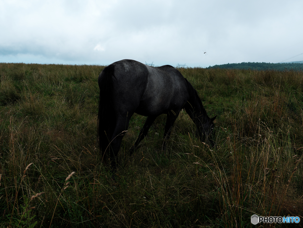 5482　Dark　Horse