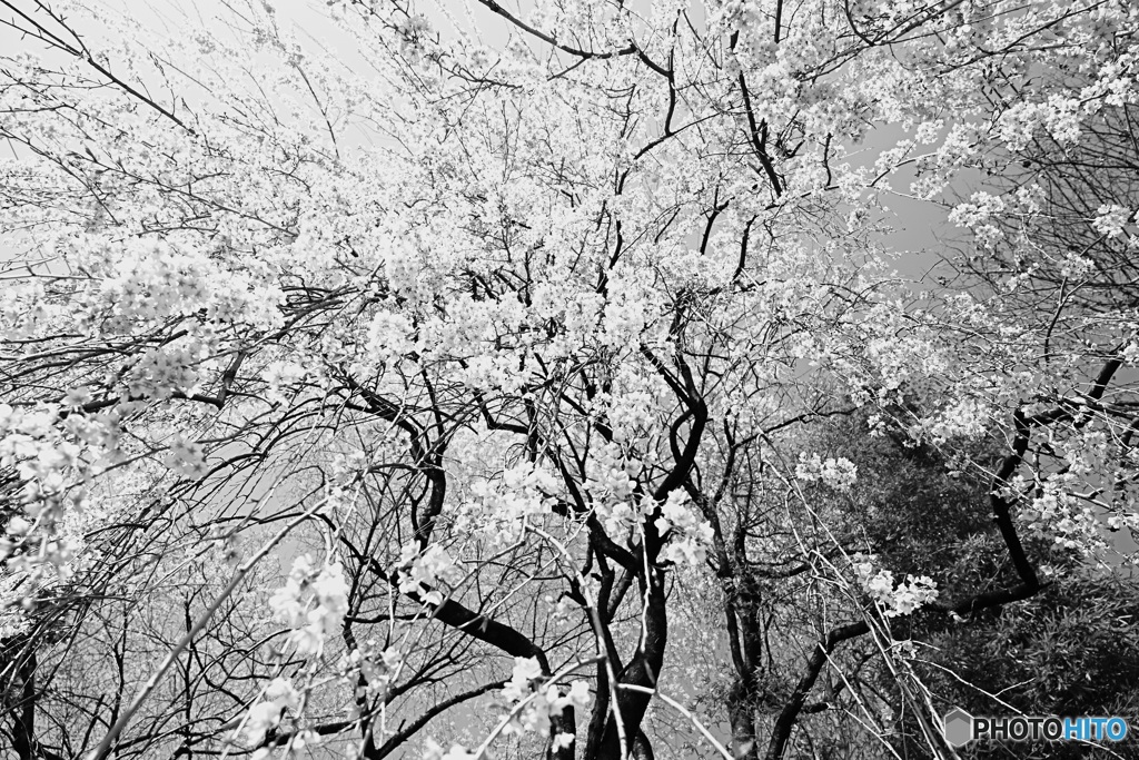 平成の桜