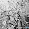 平成の桜