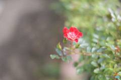 赤いバラ・・・？