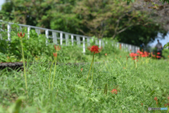 堤防道路