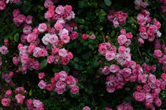 薔薇のANSWER