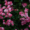 薔薇のANSWER