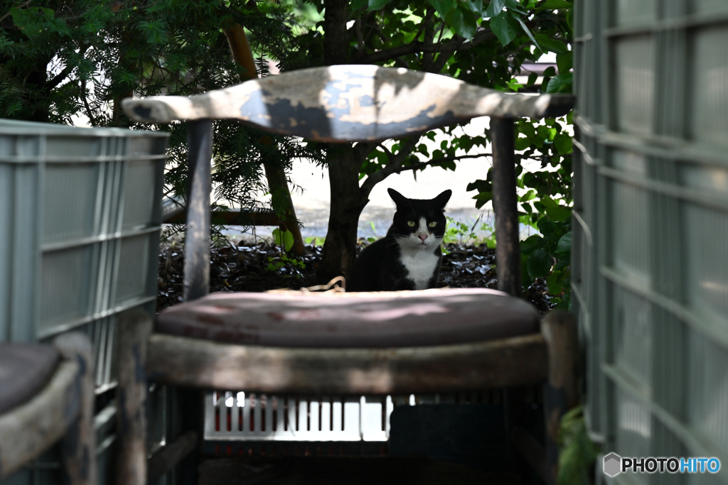 猫と椅子