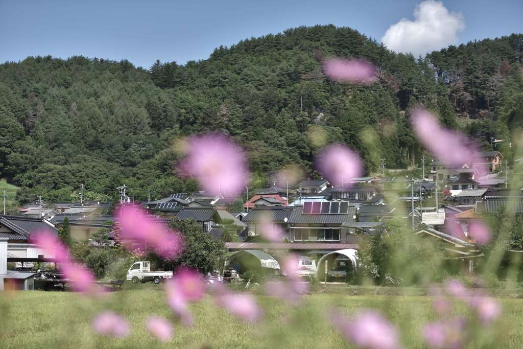 コスモスの邨