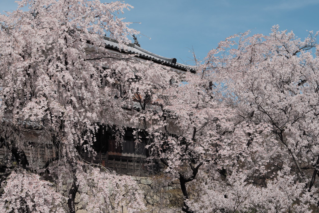 上田城千本桜（満解）