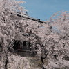 上田城千本桜（満解）