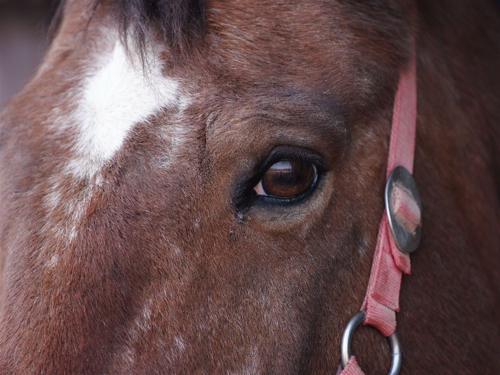 EYE