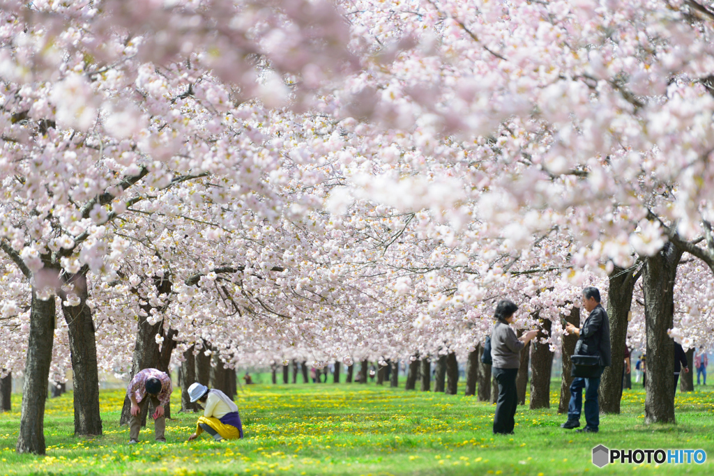桜は愛すひとを愛す
