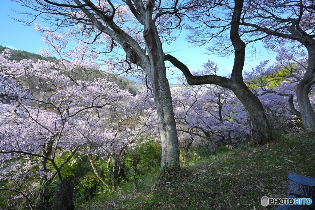 高遠