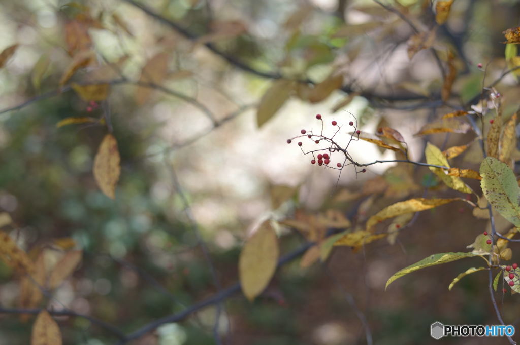 実（次の春へ）