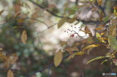 実（次の春へ）