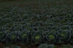 雨のキャベツ畑