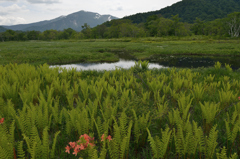 湿原