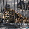 5236　格子縞のライオン